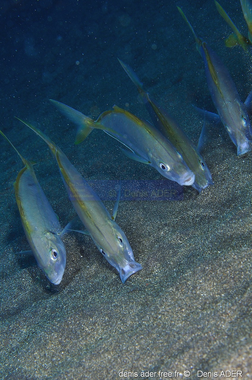 Pseudocaranx dentex Carangue dentue-Acores Sao Miguel H2KAL-18m-20170826-Denis-ADER-DSC_0441_tn.jpg